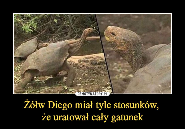 Żółw Diego miał tyle stosunków, że uratował cały gatunek –  