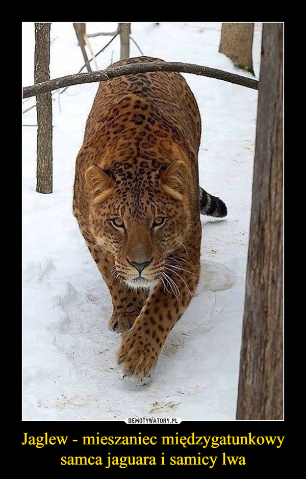 Jaglew - mieszaniec międzygatunkowy samca jaguara i samicy lwa –  