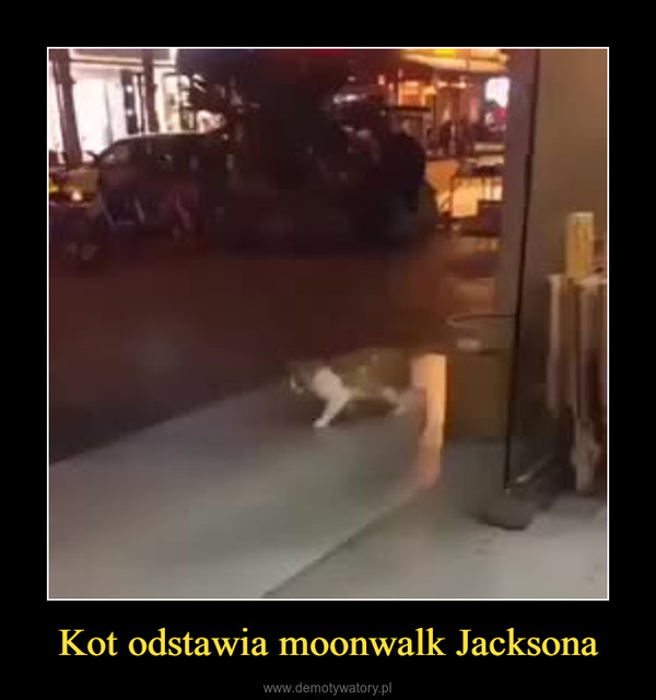Kot odstawia moonwalk Jacksona –  