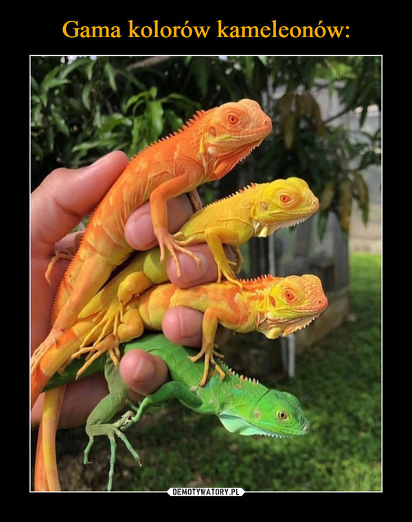 Gama kolorów kameleonów: