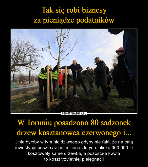 W Toruniu posadzono 80 sadzonekdrzew kasztanowca czerwonego i... – ...nie byłoby w tym nic dziwnego gdyby nie fakt, że na całą inwestycję poszło aż pół miliona złotych: blisko 300 000 zł kosztowały same drzewka, a pozostała kwotato koszt trzyletniej pielęgnacji 