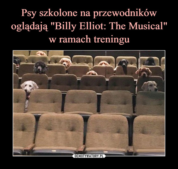 Psy szkolone na przewodników oglądają "Billy Elliot: The Musical" w ramach treningu