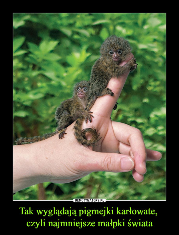Tak wyglądają pigmejki karłowate, 
czyli najmniejsze małpki świata