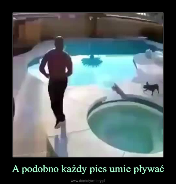 A podobno każdy pies umie pływać –  