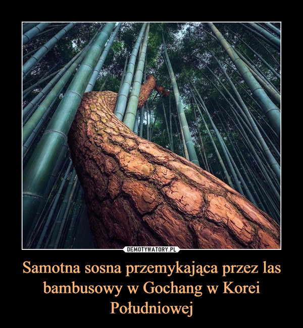Samotna sosna przemykająca przez las bambusowy w Gochang w Korei Południowej –  