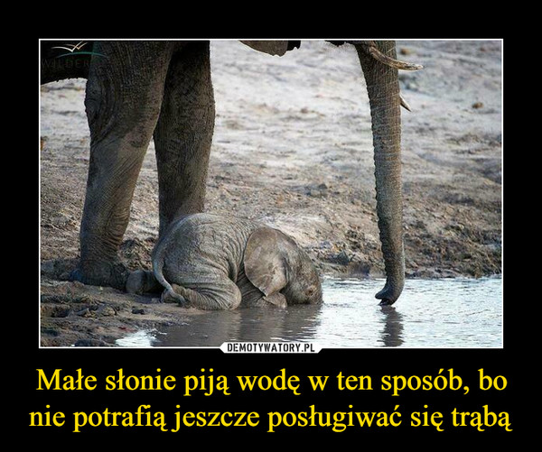 Małe słonie piją wodę w ten sposób, bo nie potrafią jeszcze posługiwać się trąbą