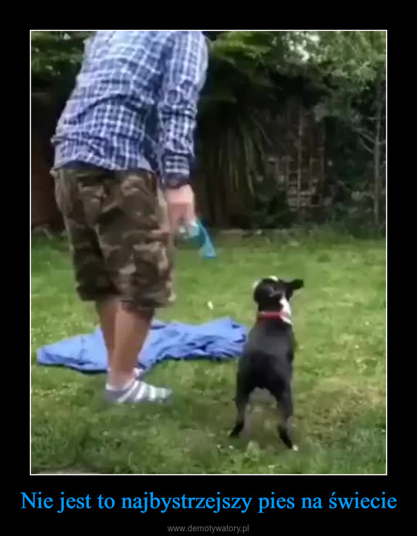Nie jest to najbystrzejszy pies na świecie –  