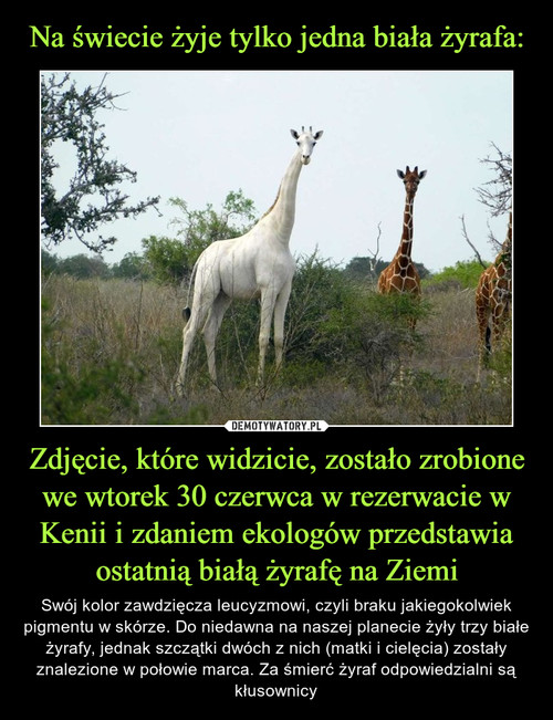 Na świecie żyje tylko jedna biała żyrafa: Zdjęcie, które widzicie, zostało zrobione we wtorek 30 czerwca w rezerwacie w Kenii i zdaniem ekologów przedstawia ostatnią białą żyrafę na Ziemi