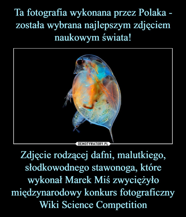 Zdjęcie rodzącej dafni, malutkiego, słodkowodnego stawonoga, które wykonał Marek Miś zwyciężyło międzynarodowy konkurs fotograficzny Wiki Science Competition –  