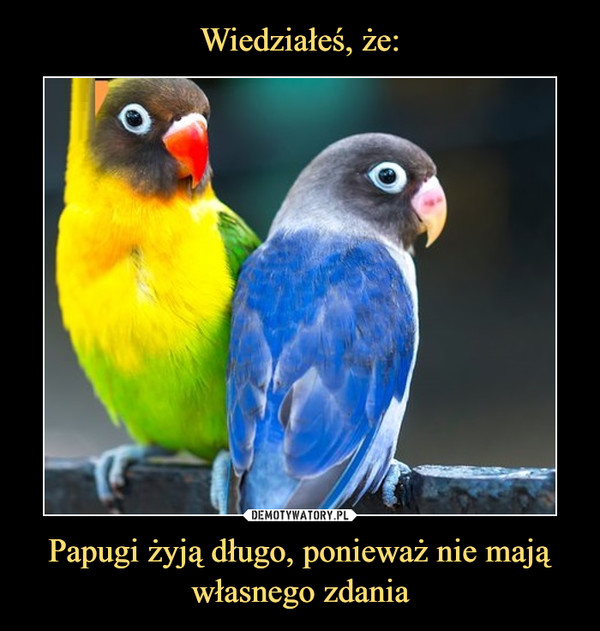 Papugi żyją długo, ponieważ nie mają własnego zdania –  