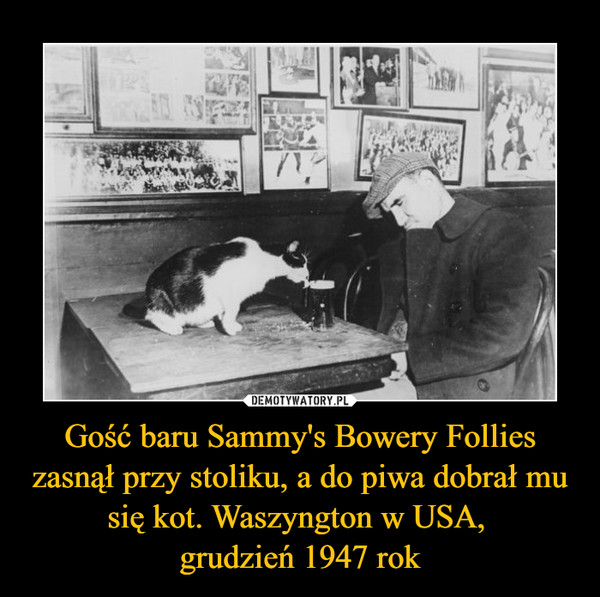 Gość baru Sammy's Bowery Follies zasnął przy stoliku, a do piwa dobrał mu się kot. Waszyngton w USA, grudzień 1947 rok –  