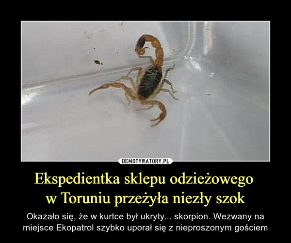 Ekspedientka sklepu odzieżowego w Toruniu przeżyła niezły szok – Okazało się, że w kurtce był ukryty... skorpion. Wezwany na miejsce Ekopatrol szybko uporał się z nieproszonym gościem 
