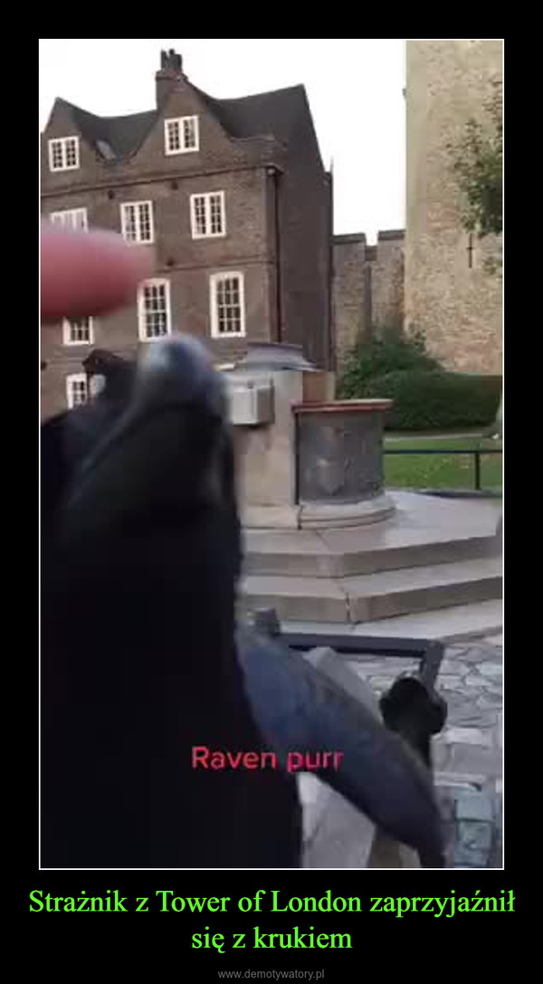Strażnik z Tower of London zaprzyjaźnił się z krukiem –  
