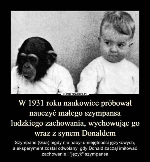 W 1931 roku naukowiec próbował nauczyć małego szympansaludzkiego zachowania, wychowując go wraz z synem Donaldem – Szympans (Gua) nigdy nie nabył umiejętności językowych,a eksperyment został odwołany, gdy Donald zaczął imitować zachowanie i "język" szympansa 