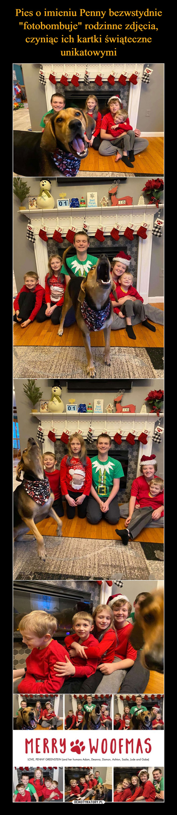 Pies o imieniu Penny bezwstydnie "fotobombuje" rodzinne zdjęcia, czyniąc ich kartki świąteczne unikatowymi