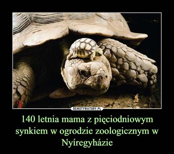 140 letnia mama z pięciodniowym synkiem w ogrodzie zoologicznym w Nyíregyházie –  