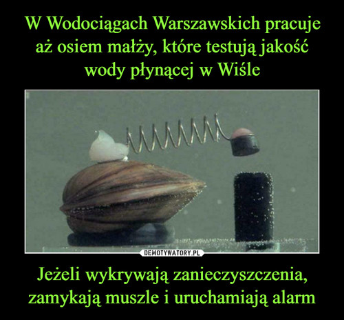 W Wodociągach Warszawskich pracuje aż osiem małży, które testują jakość wody płynącej w Wiśle Jeżeli wykrywają zanieczyszczenia, zamykają muszle i uruchamiają alarm