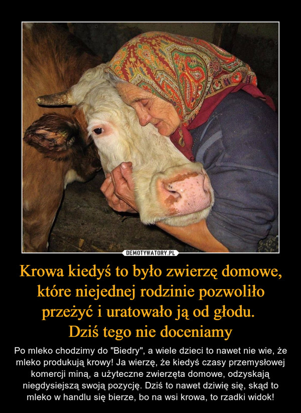 Krowa kiedyś to było zwierzę domowe, które niejednej rodzinie pozwoliło przeżyć i uratowało ją od głodu. 
Dziś tego nie doceniamy