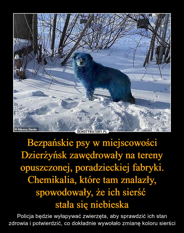 Bezpańskie psy w miejscowości Dzierżyńsk zawędrowały na tereny opuszczonej, poradzieckiej fabryki. Chemikalia, które tam znalazły, spowodowały, że ich sierść 
stała się niebieska