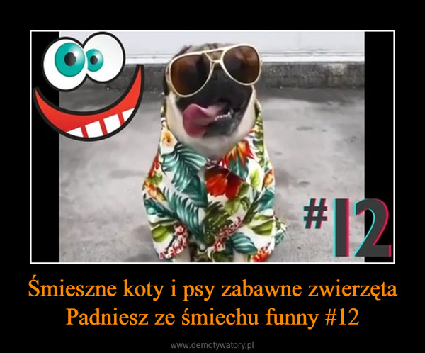 Śmieszne koty i psy zabawne zwierzęta Padniesz ze śmiechu funny #12 –  