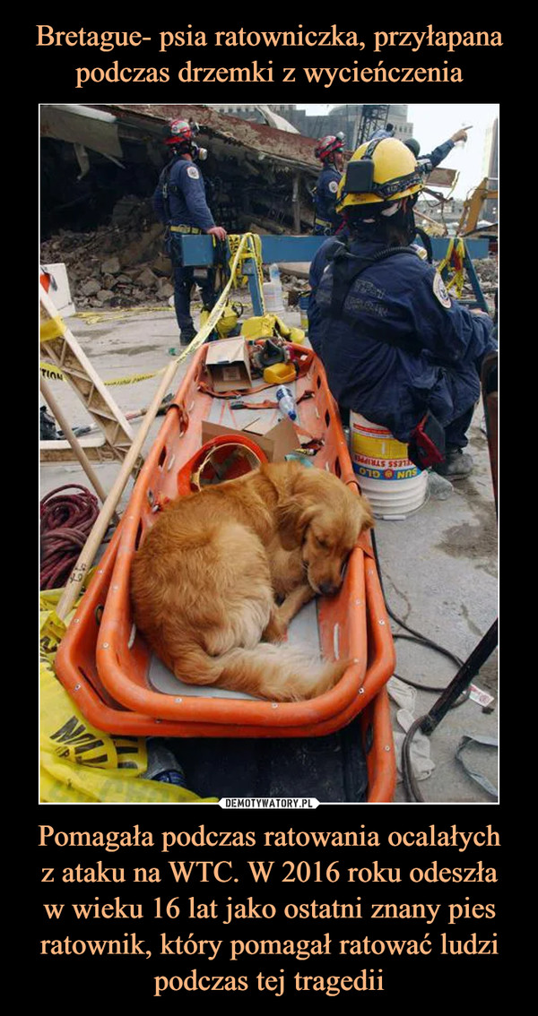 Bretague- psia ratowniczka, przyłapana podczas drzemki z wycieńczenia Pomagała podczas ratowania ocalałych
z ataku na WTC. W 2016 roku odeszła
w wieku 16 lat jako ostatni znany pies ratownik, który pomagał ratować ludzi podczas tej tragedii