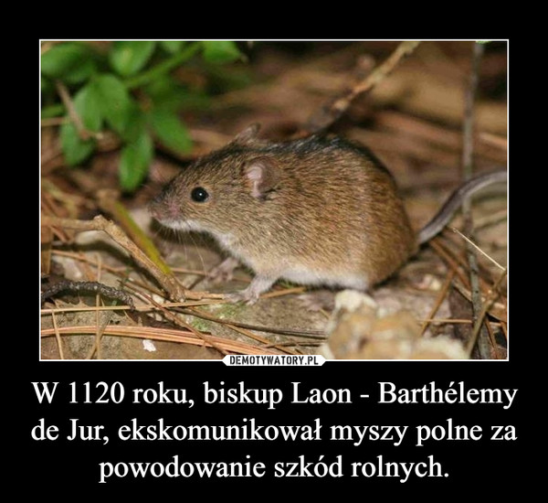 W 1120 roku, biskup Laon - Barthélemy de Jur, ekskomunikował myszy polne za powodowanie szkód rolnych. –  