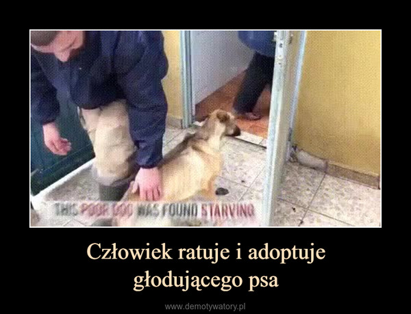 Człowiek ratuje i adoptujegłodującego psa –  