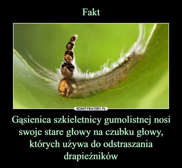 Fakt Gąsienica szkieletnicy gumolistnej nosi swoje stare głowy na czubku głowy, których używa do odstraszania drapieżników