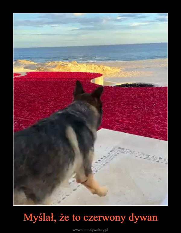 Myślał, że to czerwony dywan –  