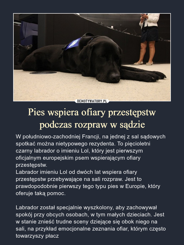 Pies wspiera ofiary przestępstwpodczas rozpraw w sądzie – W południowo-zachodniej Francji, na jednej z sal sądowych spotkać można nietypowego rezydenta. To pięcioletni czarny labrador o imieniu Lol, który jest pierwszym oficjalnym europejskim psem wspierającym ofiary przestępstw.Labrador imieniu Lol od dwóch lat wspiera ofiary przestępstw przebywające na sali rozpraw. Jest to prawdopodobnie pierwszy tego typu pies w Europie, który oferuje taką pomoc.Labrador został specjalnie wyszkolony, aby zachowywał spokój przy obcych osobach, w tym małych dzieciach. Jest w stanie znieść trudne sceny dziejące się obok niego na sali, na przykład emocjonalne zeznania ofiar, którym często towarzyszy płacz 
