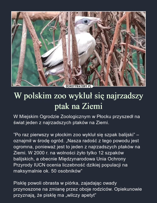 W polskim zoo wykluł się najrzadszy ptak na Ziemi – W Miejskim Ogrodzie Zoologicznym w Płocku przyszedł na świat jeden z najrzadszych ptaków na Ziemi. ”Po raz pierwszy w płockim zoo wykluł się szpak balijski” – oznajmił w środę ogród. „Nasza radość z tego powodu jest ogromna, ponieważ jest to jeden z najrzadszych ptaków na Ziemi. W 2000 r. na wolności żyło tylko 12 szpaków balijskich, a obecnie Międzynarodowa Unia Ochrony Przyrody IUCN ocenia liczebność dzikiej populacji na maksymalnie ok. 50 osobników” Pisklę powoli obrasta w piórka, zajadając owady przynoszone na zmianę przez oboje rodziców. Opiekunowie przyznają, że pisklę ma „wilczy apetyt” 