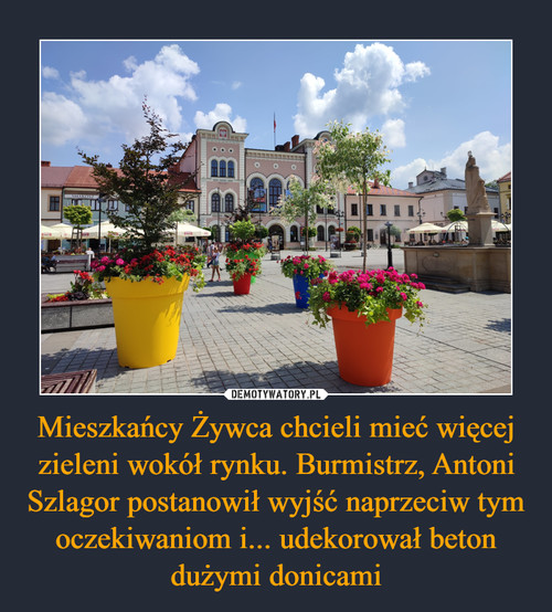 Mieszkańcy Żywca chcieli mieć więcej zieleni wokół rynku. Burmistrz, Antoni Szlagor postanowił wyjść naprzeciw tym oczekiwaniom i... udekorował beton dużymi donicami