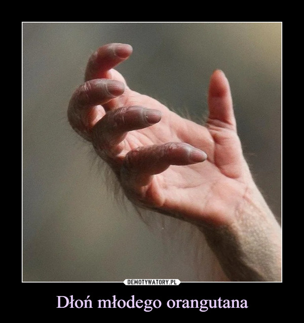Dłoń młodego orangutana