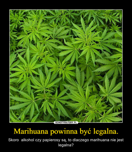 Marihuana powinna być legalna.