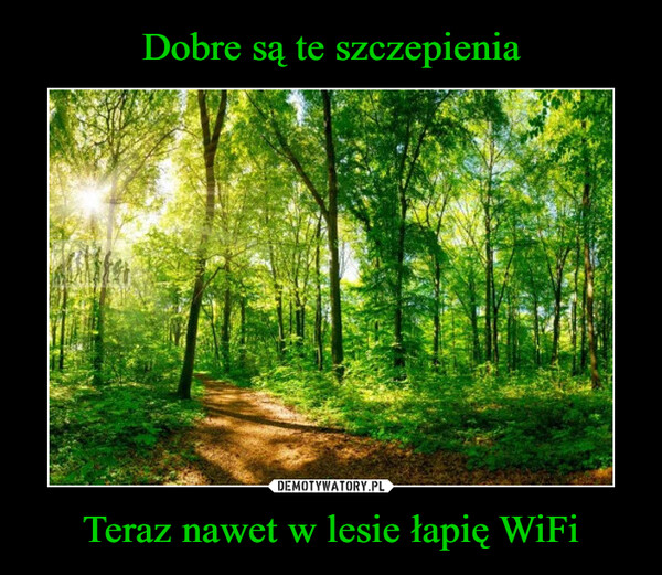 Teraz nawet w lesie łapię WiFi –  