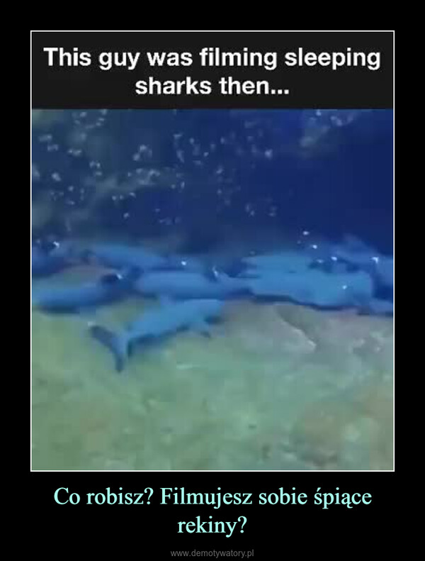 Co robisz? Filmujesz sobie śpiące rekiny? –  