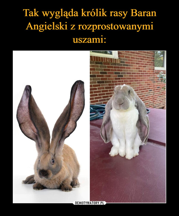 Tak wygląda królik rasy Baran Angielski z rozprostowanymi uszami: