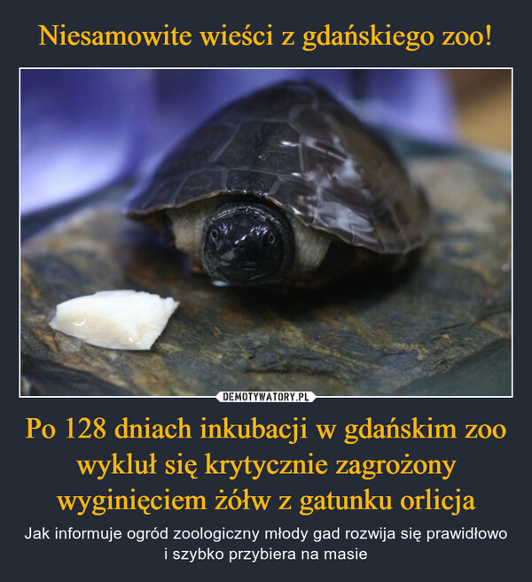 Po 128 dniach inkubacji w gdańskim zoo wykluł się krytycznie zagrożony wyginięciem żółw z gatunku orlicja – Jak informuje ogród zoologiczny młody gad rozwija się prawidłowo i szybko przybiera na masie 