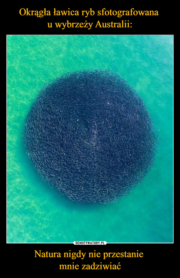 Okrągła ławica ryb sfotografowana 
u wybrzeży Australii: Natura nigdy nie przestanie 
mnie zadziwiać