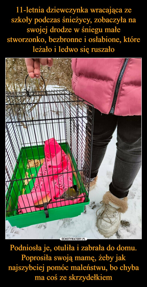 11-letnia dziewczynka wracająca ze szkoły podczas śnieżycy, zobaczyła na swojej drodze w śniegu małe stworzonko, bezbronne i osłabione, które leżało i ledwo się ruszało Podniosła je, otuliła i zabrała do domu. Poprosiła swoją mamę, żeby jak najszybciej pomóc maleństwu, bo chyba ma coś ze skrzydełkiem