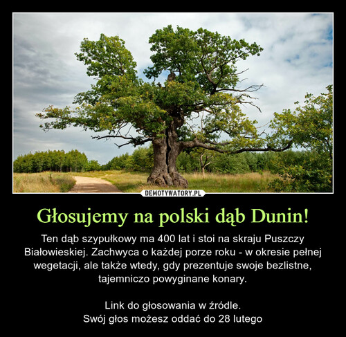 Głosujemy na polski dąb Dunin!