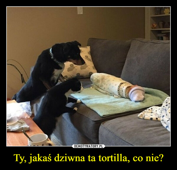 Ty, jakaś dziwna ta tortilla, co nie? –  