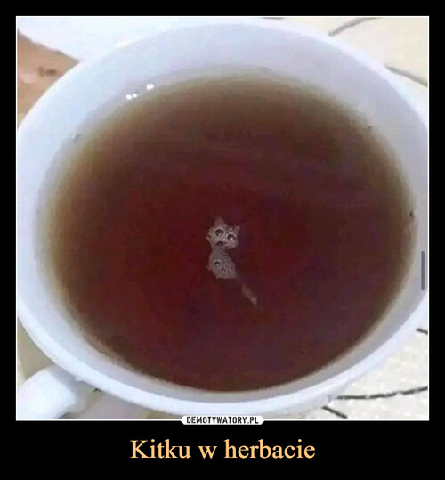 Kitku w herbacie