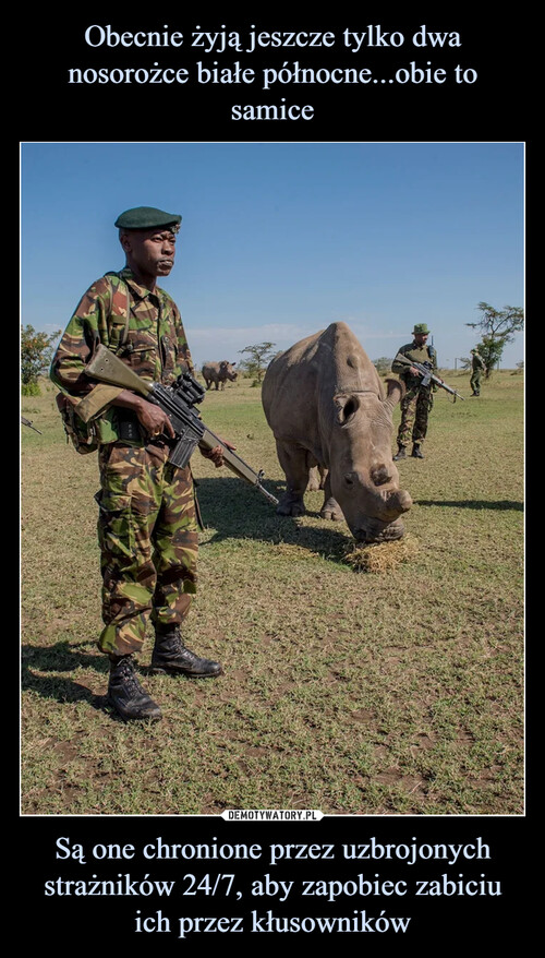 Obecnie żyją jeszcze tylko dwa nosorożce białe północne...obie to samice Są one chronione przez uzbrojonych strażników 24/7, aby zapobiec zabiciu ich przez kłusowników