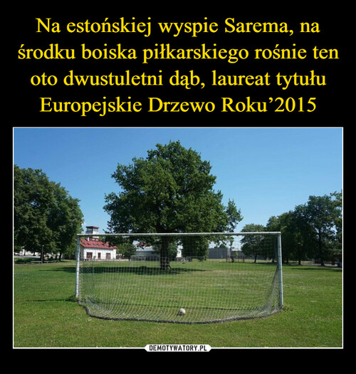 Na estońskiej wyspie Sarema, na środku boiska piłkarskiego rośnie ten oto dwustuletni dąb, laureat tytułu Europejskie Drzewo Roku’2015