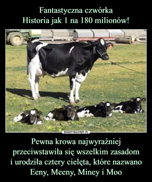 Fantastyczna czwórka
Historia jak 1 na 180 milionów! Pewna krowa najwyraźniej przeciwstawiła się wszelkim zasadom
i urodziła cztery cielęta, które nazwano Eeny, Meeny, Miney i Moo