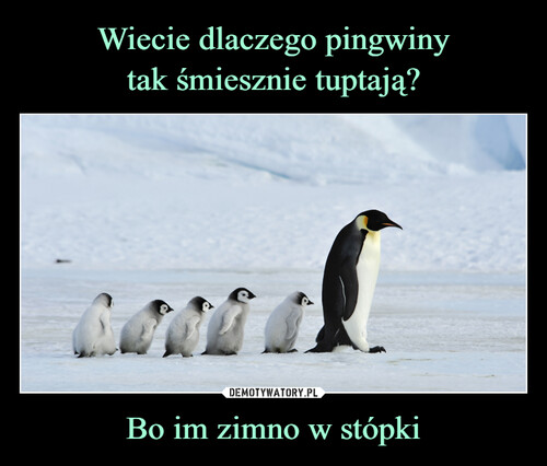 Wiecie dlaczego pingwiny
tak śmiesznie tuptają? Bo im zimno w stópki