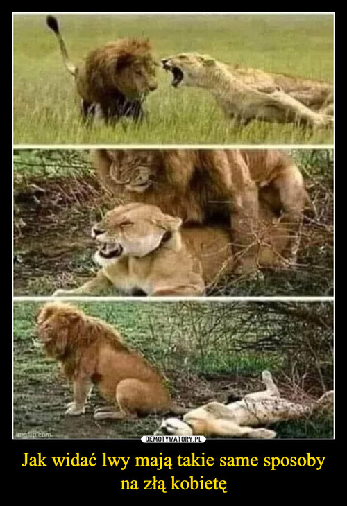 Jak widać lwy mają takie same sposoby na złą kobietę