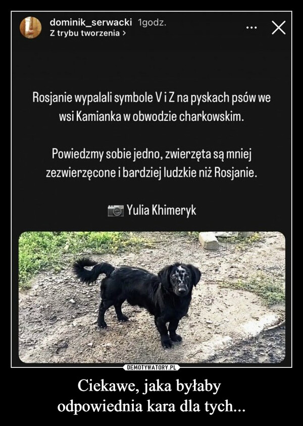 Ciekawe, jaka byłaby odpowiednia kara dla tych... –  Rosjanie wypalali symbole V i Z na pyskach psów wewsi Kamianka w obwodzie charkowskim.Powiedzmy sobie jedno, zwierzęta są mniejzezwierzęcone i bardziej ludzkie niż Rosjanie.