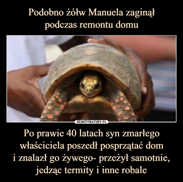 Podobno żółw Manuela zaginął
podczas remontu domu Po prawie 40 latach syn zmarłego właściciela poszedł posprzątać dom
i znalazł go żywego- przeżył samotnie, jedząc termity i inne robale
